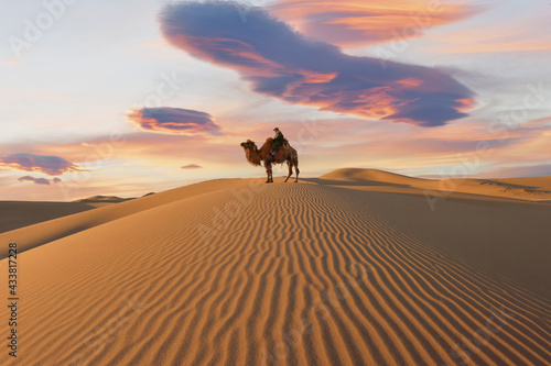 Camel going through the sand dunes on sunrise, Gobi desert Mongolia