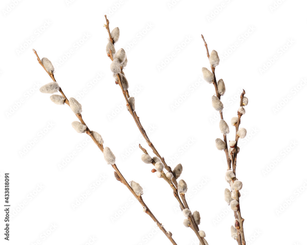Willow branches on white background Willow branches on white background