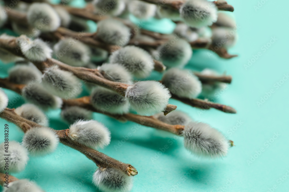 Fototapeta premium Fluffy pussy willow branches on aqua background, springtime nature and easter holiday celebration