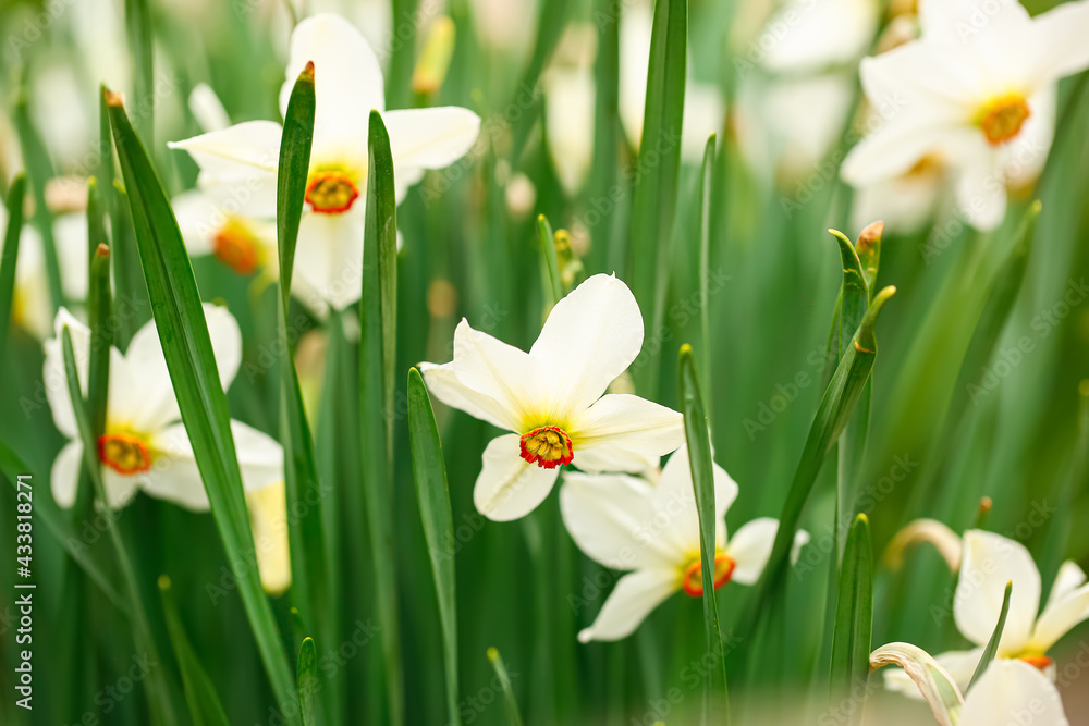 Beautiful narcissus flowers in garden, closeup Beautiful narcissus flowers in garden, closeup