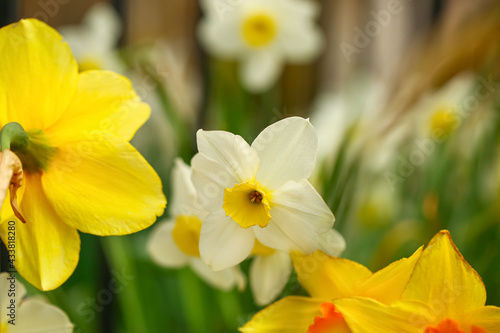 Beautiful narcissus flowers in garden, closeup © Pixel-Shot