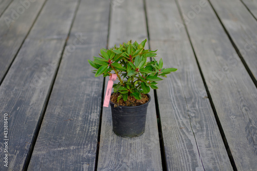 beautiful rhododendron Graziella tree in a pot on a gray calm wooden background, blank for the designer, place for text, mockup photo