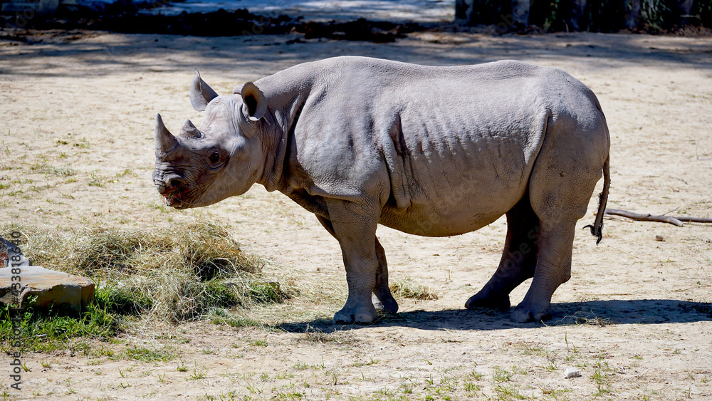 Obraz premium Rhinocero