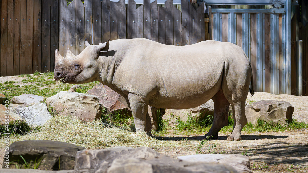 Fototapeta premium Rhinocero