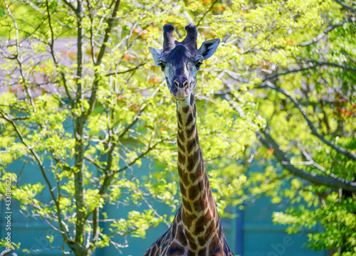 Photography Girafee