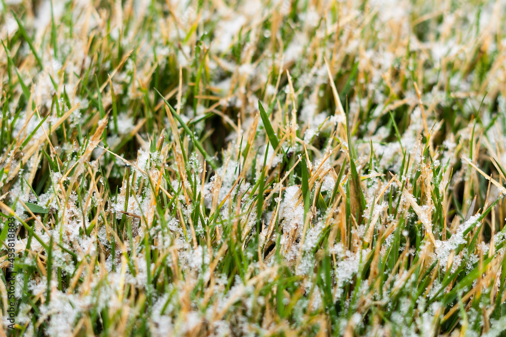 Lawn in snowflakes close-up. Spring snow on green grass Lawn in snowflakes close-up. Spring snow on green grass