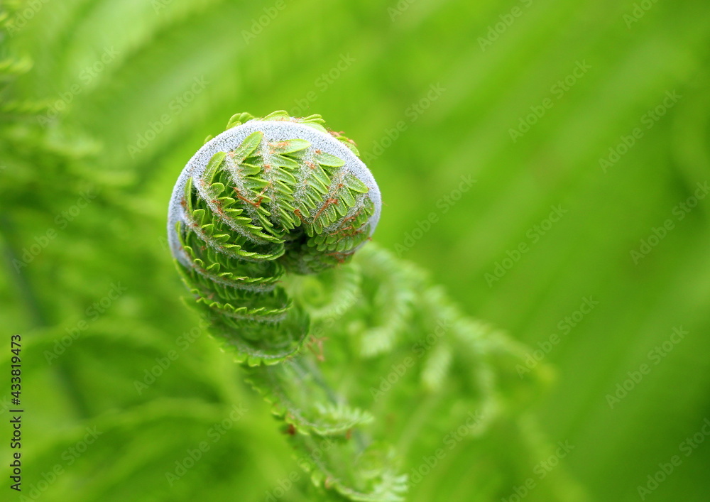 Fototapeta premium Green natural fern. The plant looks like a fern. Beautiful nature background.