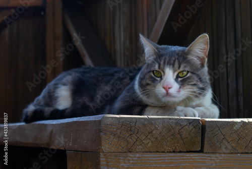 grey cat lies on a wooden bench