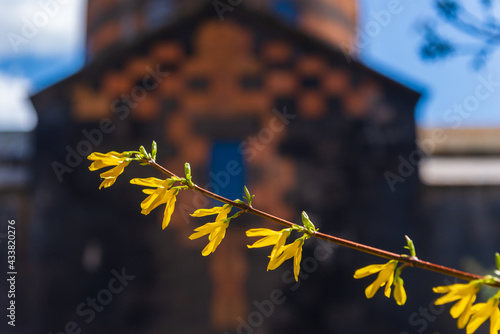 Forsythia (Golden Bells) on bokeh background photo