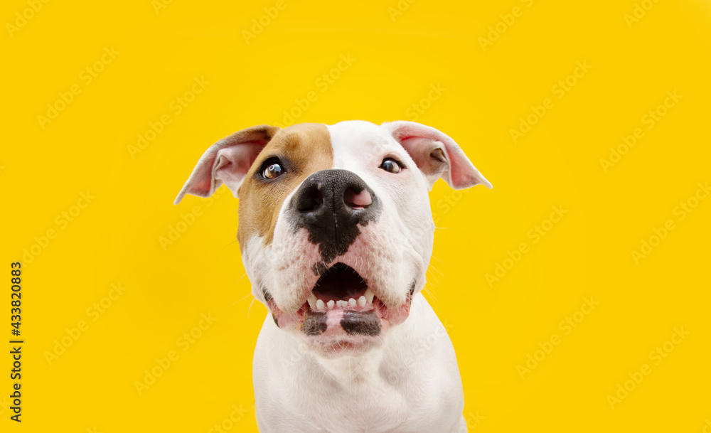 Surprised and exited American Staffordshire puppy looking at camera. Isolated on yellow background