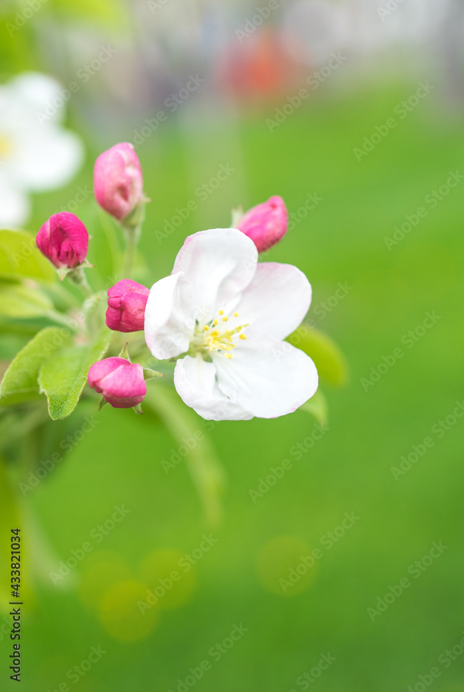 Fototapeta premium Beautiful apple blossom in spring season, white and pink flowers on a tree, close up of a branch, copy pase space, green grass background