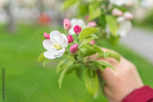 Apple blossom in a hand, spring season in Europe, white and pink flowers on a tree branch, green blurred background, selective focus, apple tree in a botanical garden