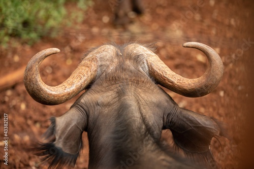 Bull Horns