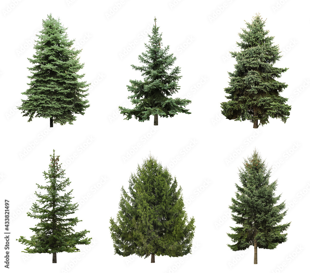 Beautiful evergreen fir trees on white background, collage