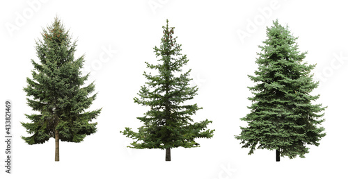 Valokuvatapetti Beautiful evergreen fir trees on white background, collage