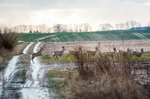 Fototapeta Naklejka Na Ścianę i Meble -  Stado gromada sarny biegnące przez polane w zimowej scenerii	
