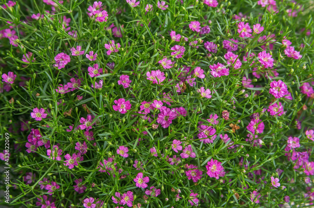 close up background of colorful blooming gypsophila flower. Gypsophila pink flower Gypsophila muralis
