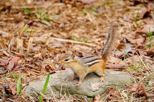 Chipmunk Eating and Looking For Food in Maine Woods Springtime