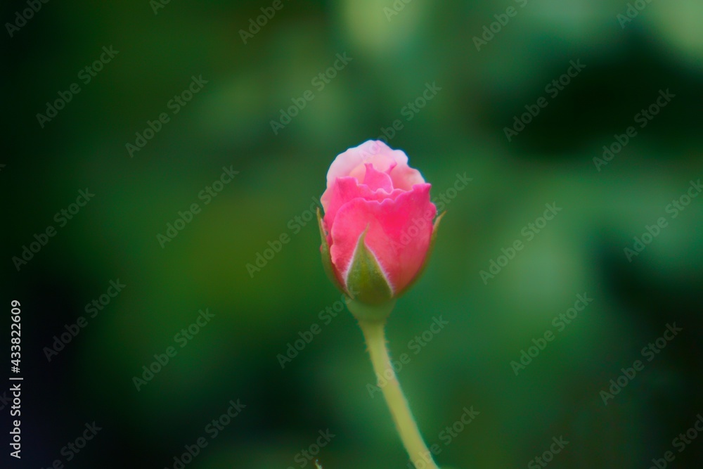 Rose nature in the garden and with bokeh as background Rose nature in the garden and with bokeh as background