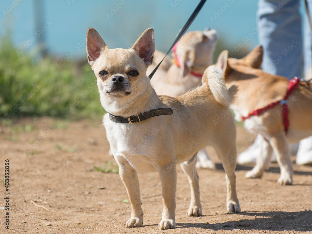 Chihuahua for a walk outdoors. Puppy portrait. Chihuahua for a walk outdoors. Puppy portrait.