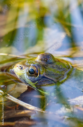 Frog swimming in Maine pond in the Spring © Christine Grindle