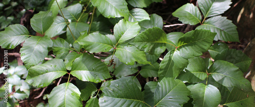 Foto Poison ivy in US forest