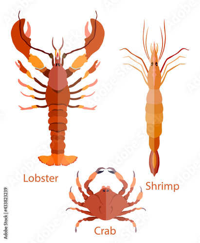 Flat symmetrical lobster, crab and shrimp isolated
