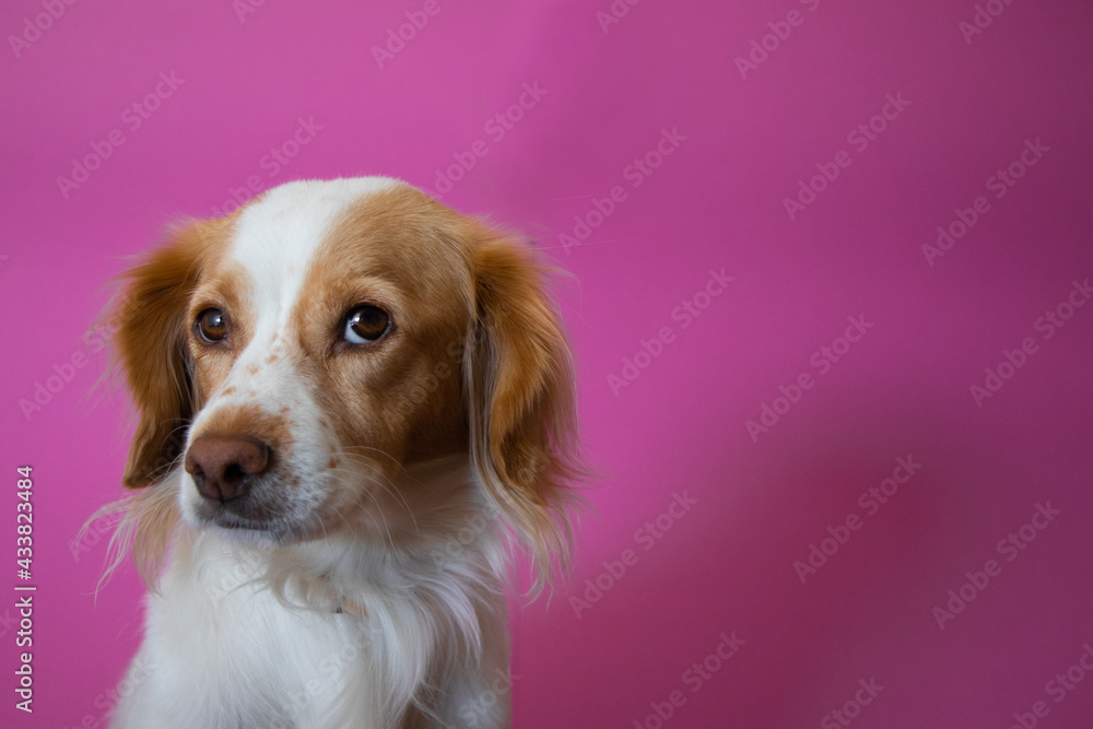 Dog portrait of kokoni breed at studio with pink background Dog portrait of kokoni breed at studio with pink background
