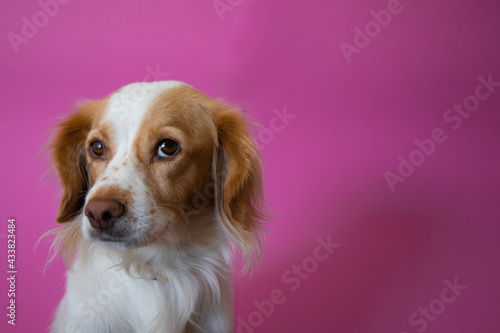 Dog portrait of kokoni breed at studio with pink background