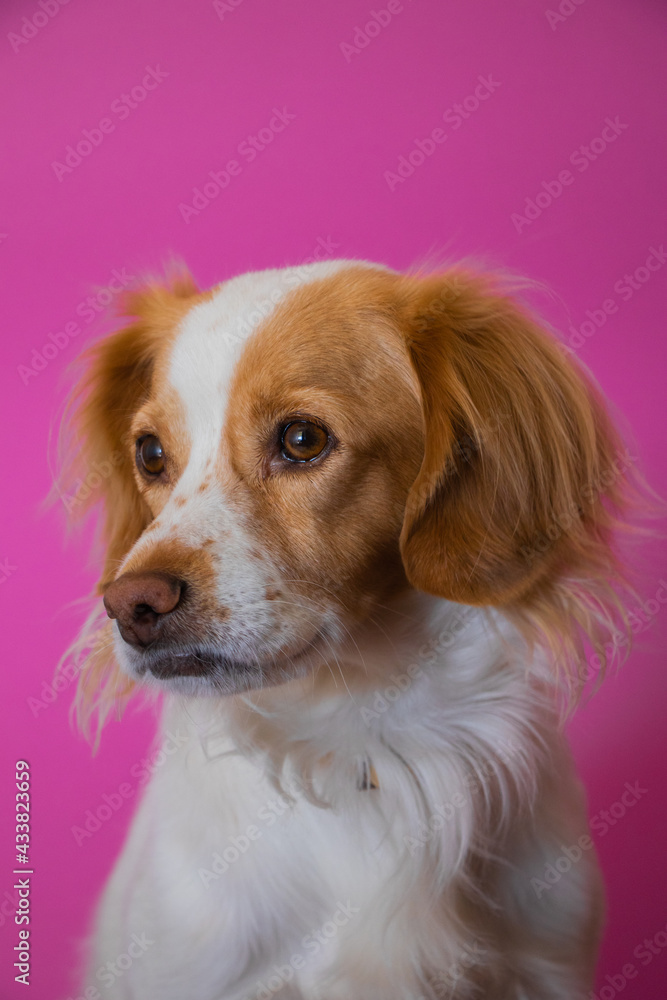 Dog portrait of kokoni breed at studio with pink background