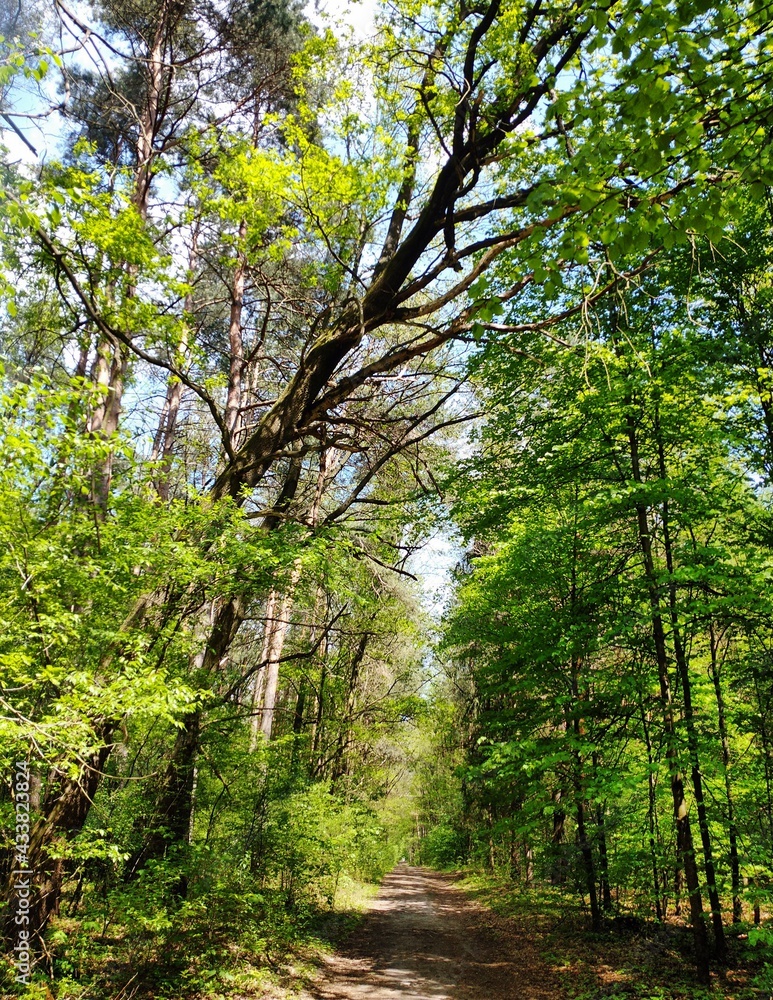 Obraz premium summer forest forest path in the forest among green trees