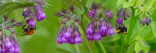 common comfrey (symphytum officinale) blooming photo