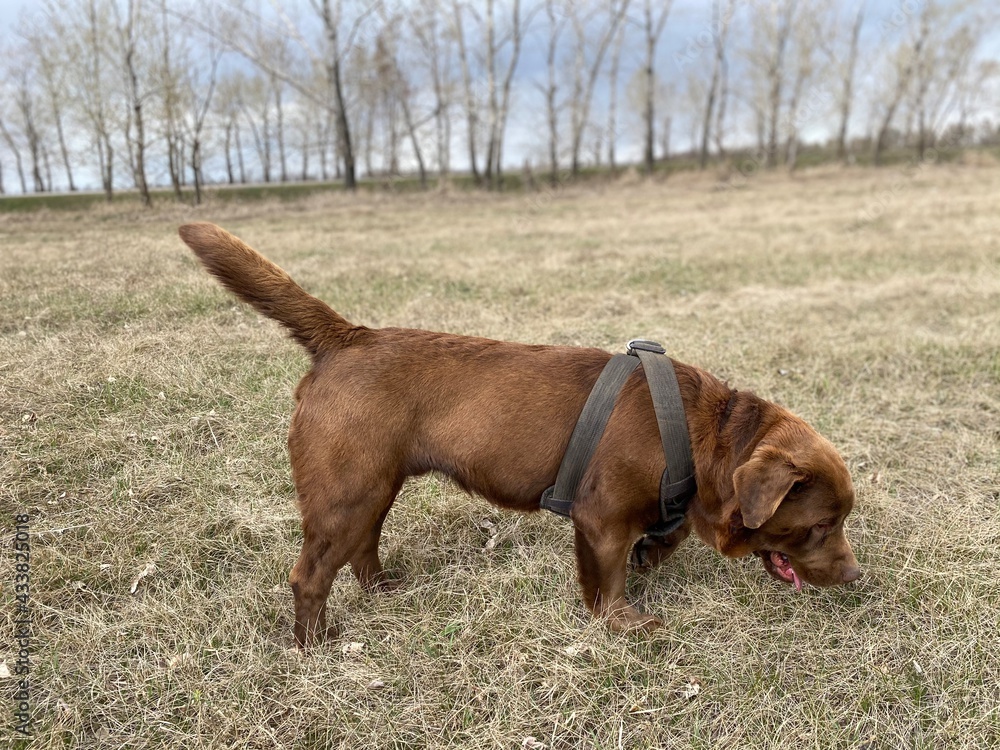 dog in the field