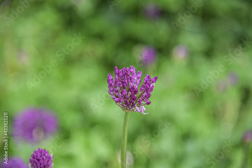 Im Fr  hling gibt es bunte Blumen im Blumengarten.