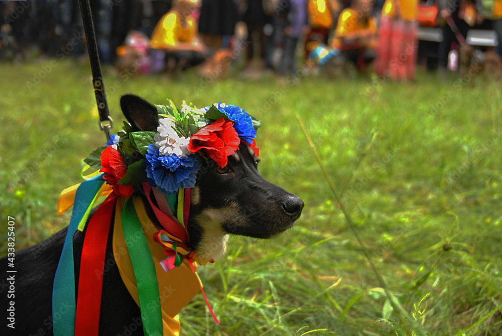 Portrait of a funny dog, dressed in a beautiful national wreath with colorful ribbons. Background of a green meadow.