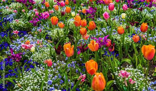 Im Frühling gibt es bunte Blumen im Blumengarten.