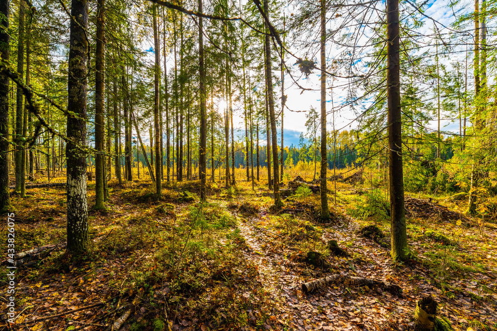 Fototapeta premium Ancient forest illuminated by the rays of the autumn sun