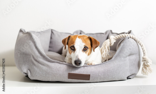Obraz na plátne Portrait of a dog jack russell terrier lying in a gray dog bed and looking at camera on a light background