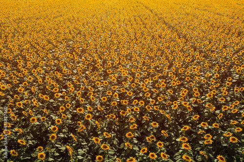 Aerial view of large endless blooming sunflower field in summer from drone pov