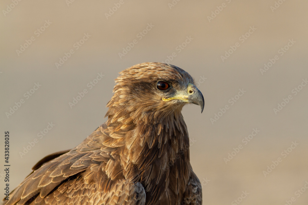 Black Kite.
Medium-sized, rather nondescript raptor with overall dark plumage. Slightly forked tail, the fork disappearing when the tail is fully open. Head and neck are short. Black Kite.
Medium-sized, rather nondescript raptor with overall dark plumage. Slightly forked tail, the fork disappearing when the tail is fully open. Head and neck are short.