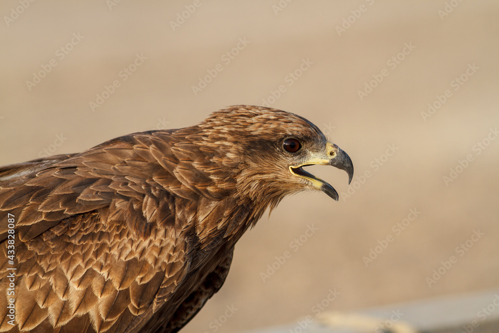 Black Kite. Mediumsized, rather nondescript raptor with overall dark