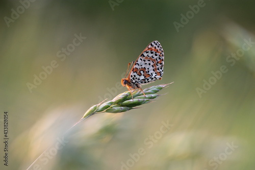 farfalla su dell'erba a riposo
