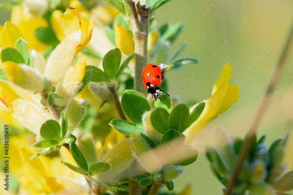 ladybug on a Chamaecytisus ratisbonensis. yellow flowers and green leaves on a plant branch. floral natural background. nature in spring. Honey plants Ukraine. red beetle collects nectar, close-up ladybug on a Chamaecytisus ratisbonensis. yellow flowers and green leaves on a plant branch. floral natural background. nature in spring. Honey plants Ukraine. red beetle collects nectar, close-up