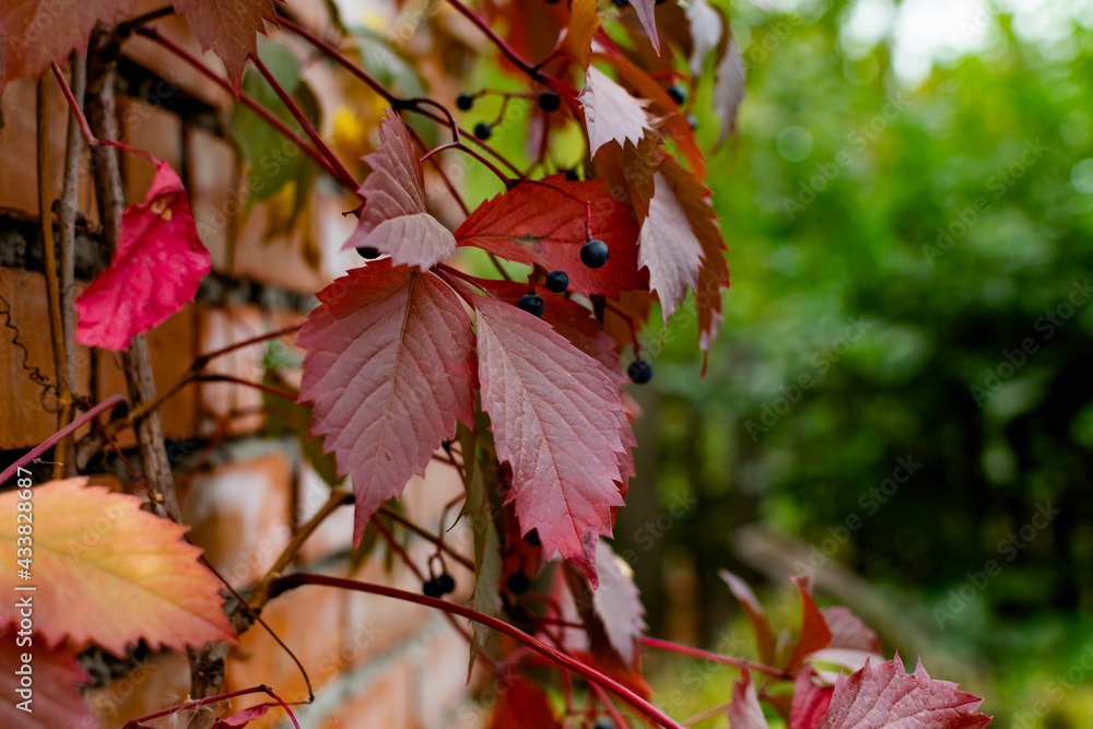 Obraz premium red autumn leaves
