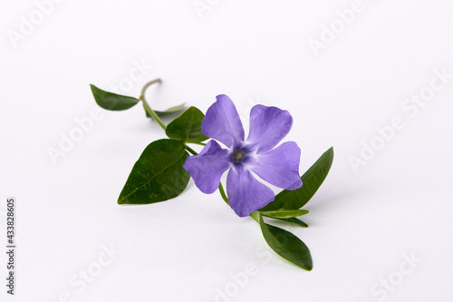 On a white background lies a purple periwinkle flower with five petals and green leaves