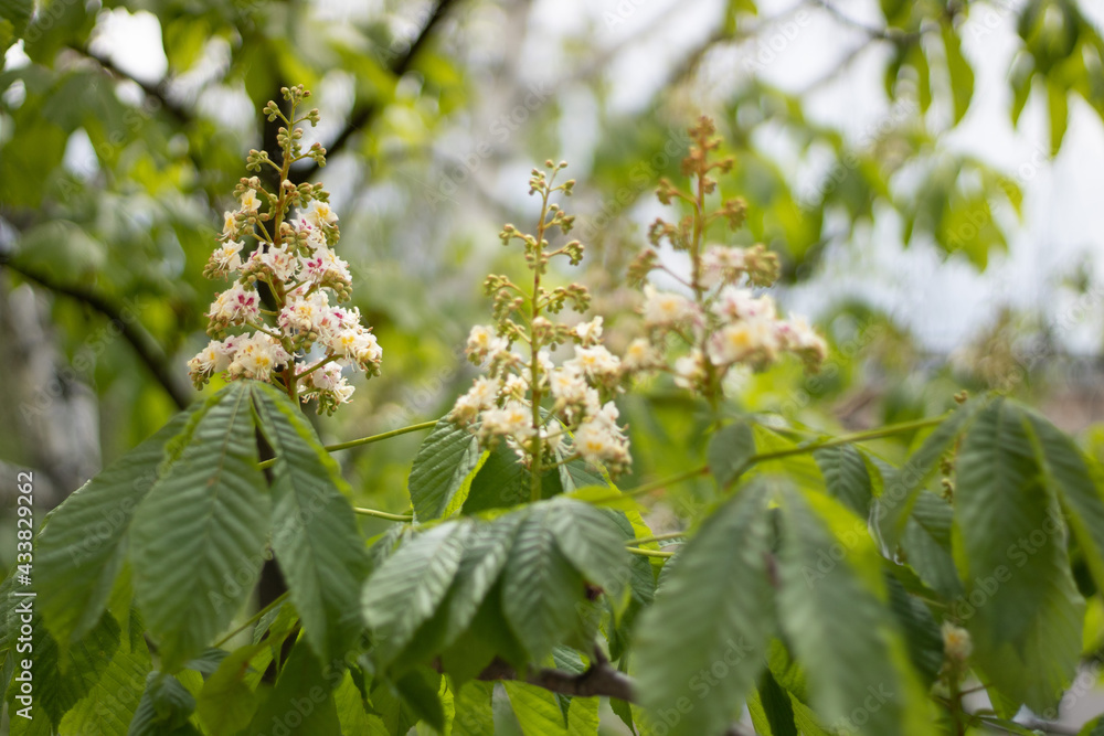 White chestnut flowers on tree leaves background, selective focus
R White chestnut flowers on tree leaves background, selective focus
R