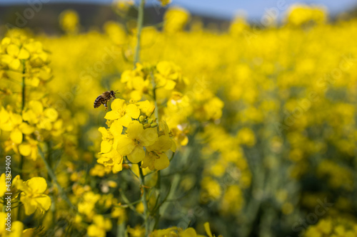bee rapeseed field