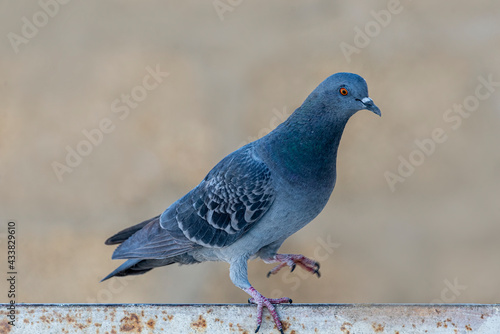 Rock Dove.
The rock dove, rock pigeon, or common pigeon is a member of the bird family Columbidae. In common usage, this bird is often simply referred to as the 