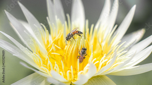 bee on a white flower