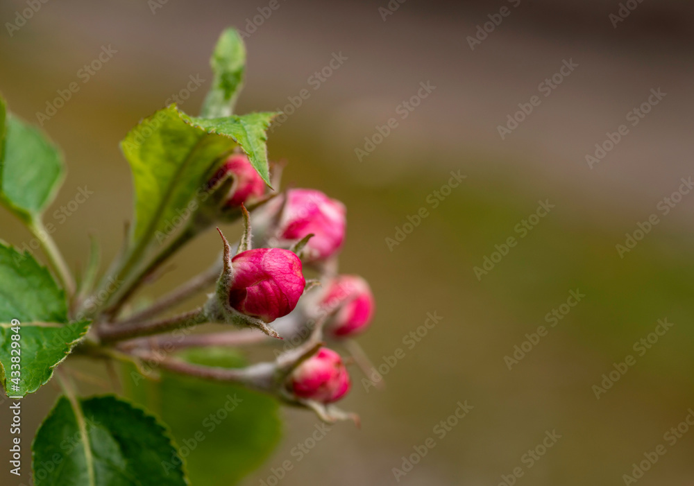 Bud of apple flower close up, macro Bud of apple flower close up, macro
